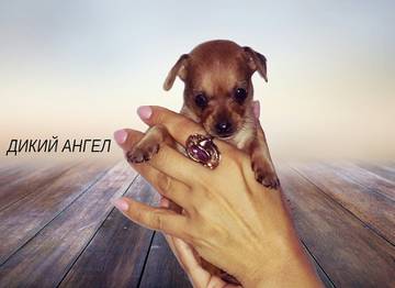 http://upforme.ru/uploads/0019/d1/b5/2/t906858.jpg