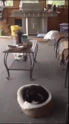 http://upforme.ru/uploads/0019/d5/11/2/10230.gif