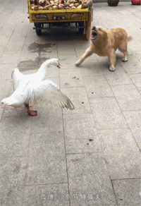 http://upforme.ru/uploads/0019/d5/11/2/13812.gif