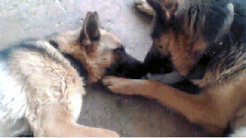 http://upforme.ru/uploads/0019/d5/11/2/53329.gif