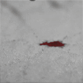 http://upforme.ru/uploads/0019/e7/78/1039/57145.gif