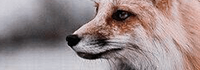 http://upforme.ru/uploads/0019/e7/78/1039/71021.png