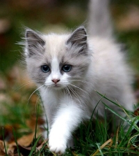 http://upforme.ru/uploads/0019/f3/4b/104/21605.jpg