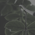 http://upforme.ru/uploads/0019/f3/4b/11/17186.png