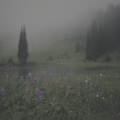 http://upforme.ru/uploads/0019/f3/4b/11/85246.png