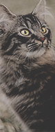 http://upforme.ru/uploads/0019/f3/4b/117/216130.png