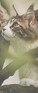 http://upforme.ru/uploads/0019/f3/4b/117/259146.png