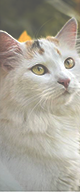 http://upforme.ru/uploads/0019/f3/4b/117/685368.png