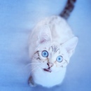 http://upforme.ru/uploads/0019/f3/4b/123/37479.jpg