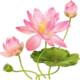 http://upforme.ru/uploads/0019/f3/4b/123/432356.png