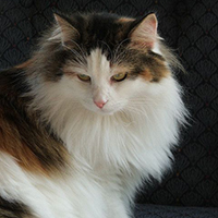 http://upforme.ru/uploads/0019/f3/4b/126/54243.jpg