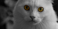 http://upforme.ru/uploads/0019/f3/4b/128/49270.png