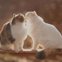 http://upforme.ru/uploads/0019/f3/4b/13/t27638.jpg
