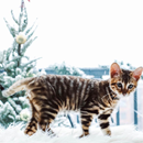 http://upforme.ru/uploads/0019/f3/4b/141/41840.png