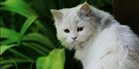 http://upforme.ru/uploads/0019/f3/4b/164/460551.jpg