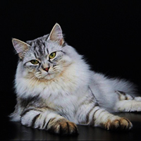 http://upforme.ru/uploads/0019/f3/4b/164/592900.jpg
