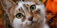 http://upforme.ru/uploads/0019/f3/4b/167/53788.png