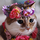 http://upforme.ru/uploads/0019/f3/4b/167/820057.png
