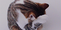 http://upforme.ru/uploads/0019/f3/4b/167/896566.png