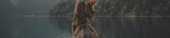 http://upforme.ru/uploads/0019/f3/4b/18/89251.png