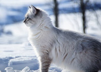 http://upforme.ru/uploads/0019/f3/4b/192/73919.jpg