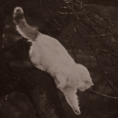 http://upforme.ru/uploads/0019/f3/4b/2/156553.png