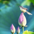 http://upforme.ru/uploads/0019/f3/4b/2/466724.png