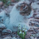 http://upforme.ru/uploads/0019/f3/4b/2/62145.jpg