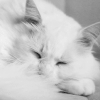 http://upforme.ru/uploads/0019/f3/4b/203/22212.gif