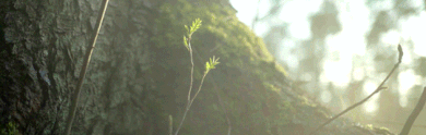 http://upforme.ru/uploads/0019/f3/4b/203/671631.gif