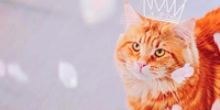 http://upforme.ru/uploads/0019/f3/4b/216/146382.png