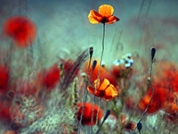 http://upforme.ru/uploads/0019/f3/4b/222/823300.png