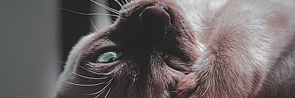 http://upforme.ru/uploads/0019/f3/4b/227/648384.png