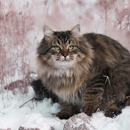 http://upforme.ru/uploads/0019/f3/4b/234/706212.png
