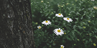 http://upforme.ru/uploads/0019/f3/4b/236/392702.png