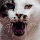 http://upforme.ru/uploads/0019/f3/4b/25/16362.png