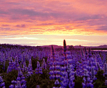 http://upforme.ru/uploads/0019/f3/4b/256/316377.gif