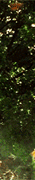 http://upforme.ru/uploads/0019/f3/4b/256/950361.gif