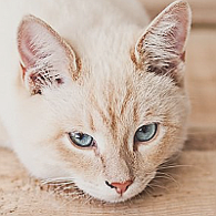 http://upforme.ru/uploads/0019/f3/4b/27/t859281.png