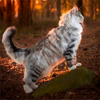 http://upforme.ru/uploads/0019/f3/4b/29/762679.png