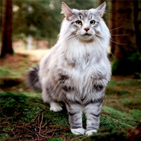 http://upforme.ru/uploads/0019/f3/4b/29/930606.png
