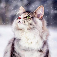 http://upforme.ru/uploads/0019/f3/4b/29/973727.png