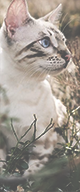 http://upforme.ru/uploads/0019/f3/4b/3/214936.png