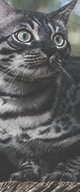 http://upforme.ru/uploads/0019/f3/4b/3/285252.png