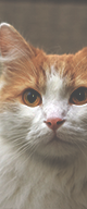 http://upforme.ru/uploads/0019/f3/4b/3/599735.png