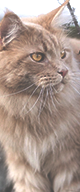 http://upforme.ru/uploads/0019/f3/4b/3/747068.png