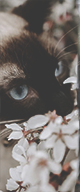 http://upforme.ru/uploads/0019/f3/4b/3/851382.png