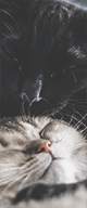http://upforme.ru/uploads/0019/f3/4b/3/968508.png