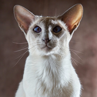 http://upforme.ru/uploads/0019/f3/4b/63/11724.png
