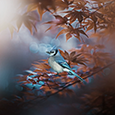http://upforme.ru/uploads/0019/f3/4b/73/335508.png